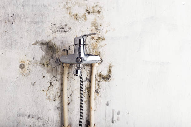 Best Same-Day Mold Removal  in Parkers Prairie, MN
