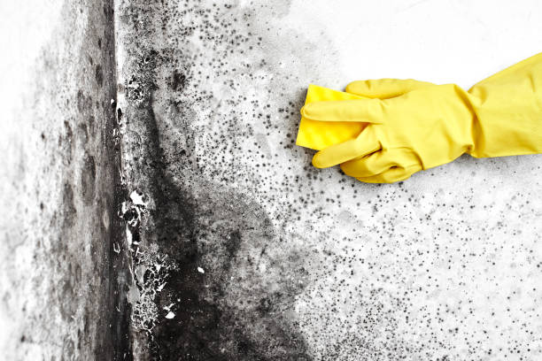 Best Local Mold Removal Service  in Parkers Prairie, MN