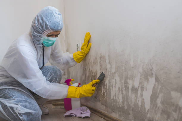 Best Office Mold Removal Services  in Parkers Prairie, MN