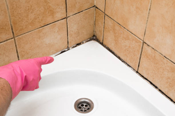 Best Mold Testing  in Parkers Prairie, MN